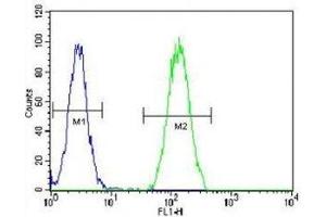 BMP2 antibody flow cytometric analysis of HeLa cells (green) compared to a negative control (blue).