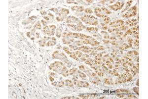 Immunoperoxidase of purified MaxPab antibody to NDUFA13 on formalin-fixed paraffin-embedded human pancreas.
