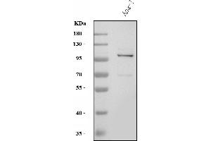 Western blot analysis of Tlr8 using anti-Tlr8 antibody (ABIN7603240). (TLR8 anticorps  (N-Term))