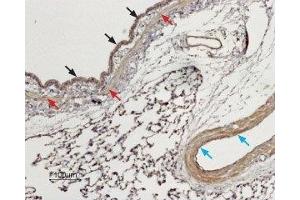 Expression of Two pore calcium channel protein 1 in rat lung - Immunohistochemical staining of paraffin embedded rat lung sections using Anti-TPCN1 Antibody (ABIN7043871 and ABIN7044036), (1:100). (TPCN1 anticorps  (AA 221-235))