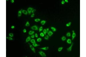 Detection of PPIF in Hela cells using Polyclonal Antibody to Peptidylprolyl Isomerase F (PPIF) (PPIF anticorps  (AA 44-192))