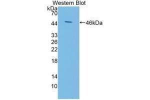 Detection of recombinant KISS1 using Polyclonal Antibody to Kisspeptin 1 (KISS1) (KISS1 anticorps)