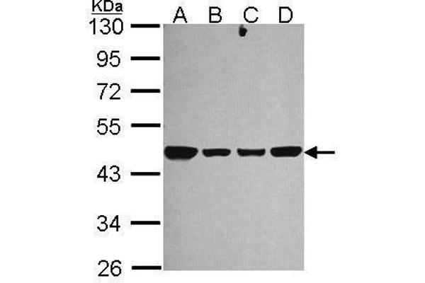 NDUFS2 antibody  (Center)