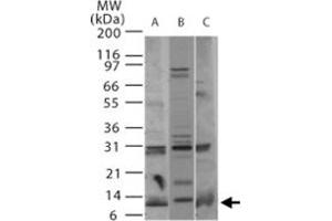 Western blot analysis of Pmaip1 in A) human, B) mouse, and C) rat thymus tissue using Pmaip1 polyclonal antibody  at 2 ug/mL .
