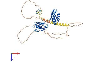 AlphaFold protein structure predicition of Human Recombinant RBM4 Protein, UniprotID Q9BWF3