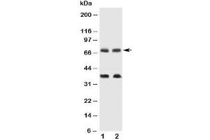 Western blot testing of GAT-1 antibody and Lane 1:  rat brain;  2: mouse brain tissue lysate.