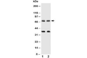 Western blot testing of GAT-1 antibody and Lane 1:  rat brain;  2: mouse brain tissue lysate. (SLC6A1 anticorps  (C-Term))