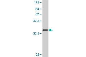 Western Blot detection against Immunogen (35.