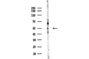 anti-Myosin Regulatory Light Chain Interacting Protein (MYLIP) (Internal Region) antibody