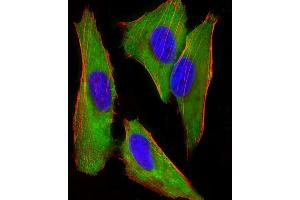 Immunofluorescent analysis of 4 % paraformaldehyde-fixed, 0.