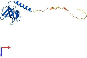 AlphaFold protein structure predicition of Mouse Recombinant Ten1 Protein, UniprotID Q9D7K2