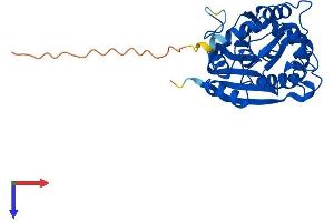 AlphaFold protein structure predicition of Mouse Recombinant Pnmt Protein, UniprotID P40935