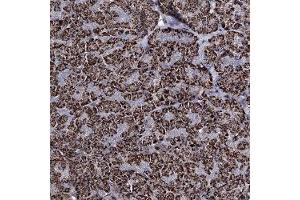 Immunohistochemical staining of human pancreas with C5orf42 polyclonal antibody ( Cat # PAB27995 ) shows strong cytoplasmic positivity in exocrine glandular cells in granular pattern at 1:500 - 1:1000 dilution. (C5ORF42 anticorps)