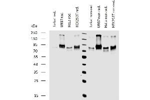 Western blotting analysis of human CD164 expression in various cell lines under reducing and non-reducing conditions using mouse monoclonal antibody 67D2. (CD164 anticorps)