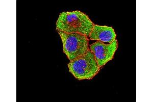 Immunofluorescence analysis of Hela cells using BTLA mouse mAb (green). (BTLA anticorps  (AA 31-157))
