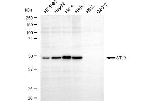 Western blotting analysis using ST13 antibody (ABIN7800464).
