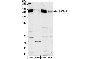 anti-Centrosomal Protein 170kDa (CEP170) (C-Term) antibody