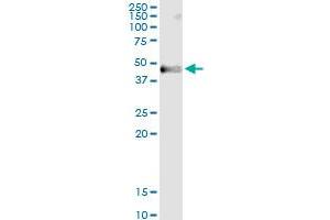 Immunoprecipitation of MOCS3 transfected lysate using anti-MOCS3 MaxPab rabbit polyclonal antibody and Protein A Magnetic Bead , and immunoblotted with MOCS3 purified MaxPab mouse polyclonal antibody (B01P) .
