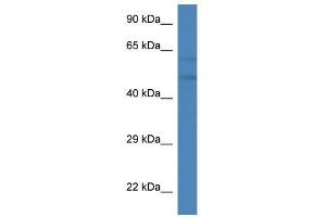 Western Blot showing Pfkfb2 antibody used at a concentration of 1. (PFKFB2 anticorps  (C-Term))