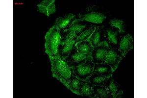 Immunocytochemistry/Immunofluorescence analysis using Mouse Anti-HO-1 Monoclonal Antibody, Clone 1F12-A6 .