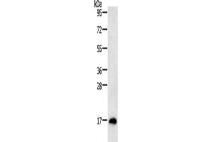 Gel: 12 % SDS-PAGE, Lysate: 40 μg, Lane: Mouse testis tissue, Primary antibody: ABIN7130808(RAMP1 Antibody) at dilution 1/200, Secondary antibody: Goat anti rabbit IgG at 1/8000 dilution, Exposure time: 10 minutes (RAMP1 anticorps)