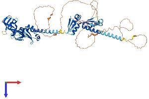 AlphaFold protein structure predicition of Mouse Recombinant Fmr1 Protein, UniprotID P35922