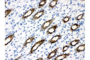 Anti- Aquaporin 2 Picoband antibody, IHC(P) IHC(P): Rat Kidney Tissue