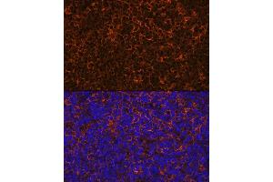 Immunofluorescence analysis of rat thymus using IL10 Rabbit mAb (ABIN7267981) at dilution of 1:100 (40x lens). (IL-10 anticorps)