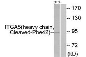 Western blot analysis of extracts from NIH-3T3 cells, treated with etoposide 25uM 24h, using ITGA5 (heavy chain,Cleaved-Phe42) Antibody. (ITGA5 anticorps  (Cleaved-Phe42))