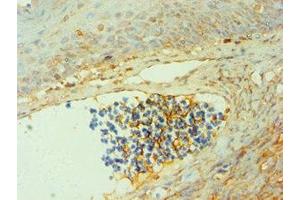 Immunohistochemistry of paraffin-embedded human tonsil tissue using ABIN7147012 at dilution of 1:100 (Cathepsin G anticorps  (AA 21-255))