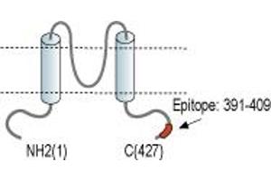 Representative domain view of the target of ABIN7885265.