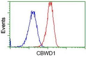 Image no. 5 for anti-COBW Domain Containing 1 (CBWD1) antibody (ABIN1497118)