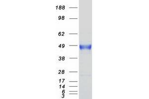 Validation with Western Blot