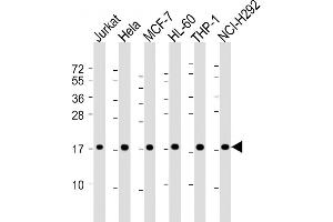 Western Blot at 1:2000 dilution Lane 1: Jurkat whole cell lysate Lane 2: Hela whole cell lysate Lane 3: MCF-7 whole cell lysate Lane 4: HL-60 whole cell lysate Lane 5: THP-1 whole cell lysate Lane 6: NCI-H292 whole cell lysate Lysates/proteins at 20 ug per lane. (RPS17 anticorps  (AA 55-87))