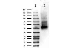 Western Blot of Rabbit anti-NEMO antibody.