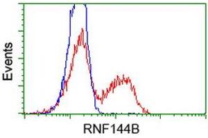 Image no. 1 for anti-Ring Finger Protein 144B (RNF144B) (AA 1-256) antibody (ABIN1490650) (RNF144B anticorps  (AA 1-256))