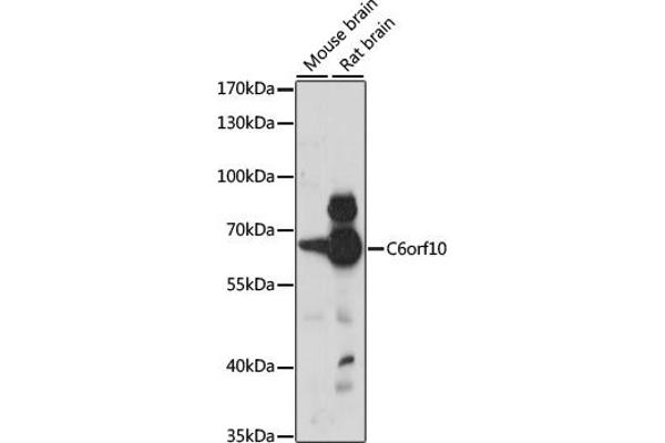 CDNA Sequence BC051142 (BC051142) (AA 220-470) Antikörper