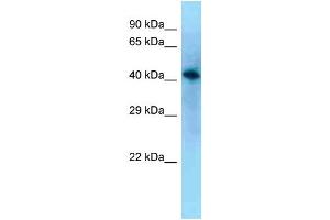 WB Suggested Anti-Vat1l Antibody Titration: 1. (VAT1L anticorps  (N-Term))