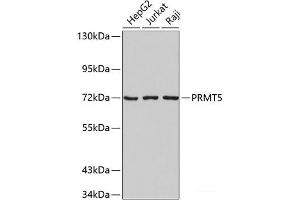 Western blot analysis of extracts of various cell lines using PRMT5 Polyclonal Antibody. (PRMT5 anticorps)