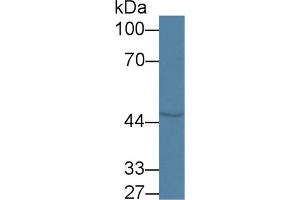 Western Blot; Sample: Rat Cerebrum lysate; ;Primary Ab: 1µg/ml Rabbit Anti-Rat COQ6 Antibody;Second Ab: 0.