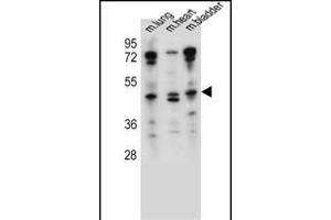 NKD1 Antibody (N-term) (ABIN657536 and ABIN2846554) western blot analysis in mouse lung,heart,bladder tissue lysates (35 μg/lane). (NKD1 anticorps  (N-Term))