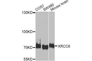 Western blot analysis of extracts of various cell lines, using XRCC6 antibody. (XRCC6 anticorps  (AA 408-609))