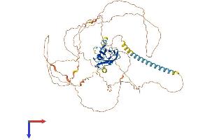 AlphaFold protein structure predicition of Mouse Recombinant Runx2 Protein, UniprotID Q08775