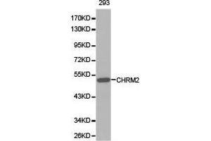 Western Blotting (WB) image for anti-Cholinergic Receptor, Muscarinic 2 (CHRM2) antibody (ABIN1871848) (Muscarinic Acetylcholine Receptor M2 anticorps)