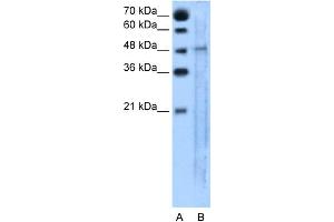 WB Suggested Anti-SLC25A46 Antibody Titration:  5. (SLC25A46 anticorps  (N-Term))