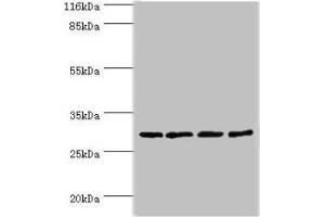Western blot All lanes: MAF1 antibody at 2 μg/mL Lane 1: MCF-7 whole cell lysate Lane 2: PC-3 whole cell lysate Lane 3: Mouse kidney tissue Lane 4: A431 whole cell lysate Secondary Goat polyclonal to rabbit IgG at 1/10000 dilution Predicted band size: 29 kDa Observed band size: 29 kDa (MAF1 anticorps  (AA 1-256))