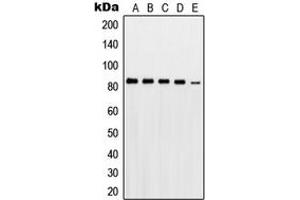 Western blot analysis of PKC gamma expression in HeLa (A), A431 (B), THP1 (C), mouse brain (D), rat brain (E) whole cell lysates. (PKC gamma anticorps  (Center))