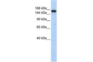 WB Suggested Anti-SYNJ1 Antibody Titration:  0. (Synaptojanin 1 anticorps  (N-Term))