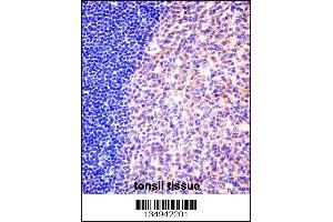 MCM6 Antibody immunohistochemistry analysis in formalin fixed and paraffin embedded human tonsil tissue followed by peroxidase conjugation of the secondary antibody and DAB staining. (MCM6 anticorps  (N-Term))
