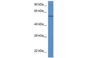 Western Blot showing Plxdc2 antibody used at a concentration of 1. (PLXDC2 anticorps  (C-Term))